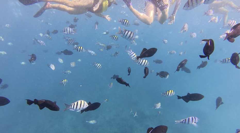 Amazing time snorkeling with Turtles! 