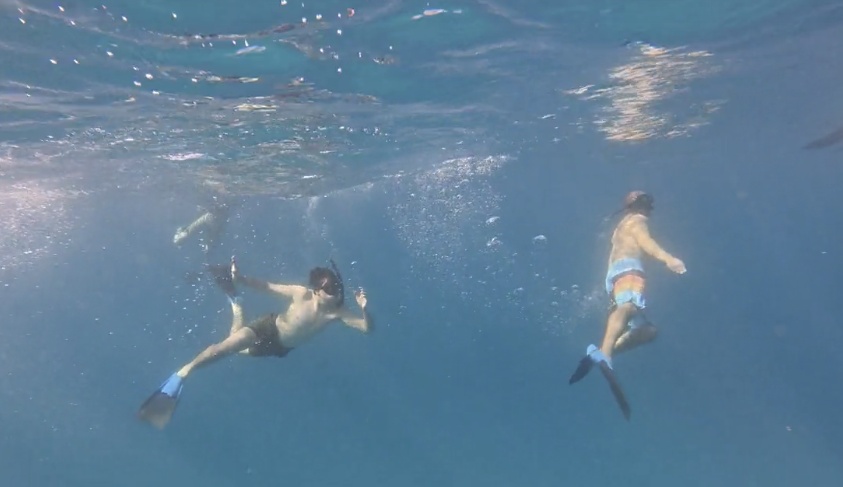 Amazing time snorkeling with Turtles! 