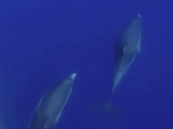 Charter Image