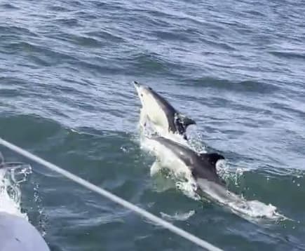 The Dolphins showed up
