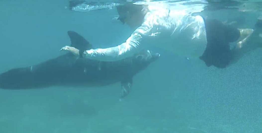 Dream Day