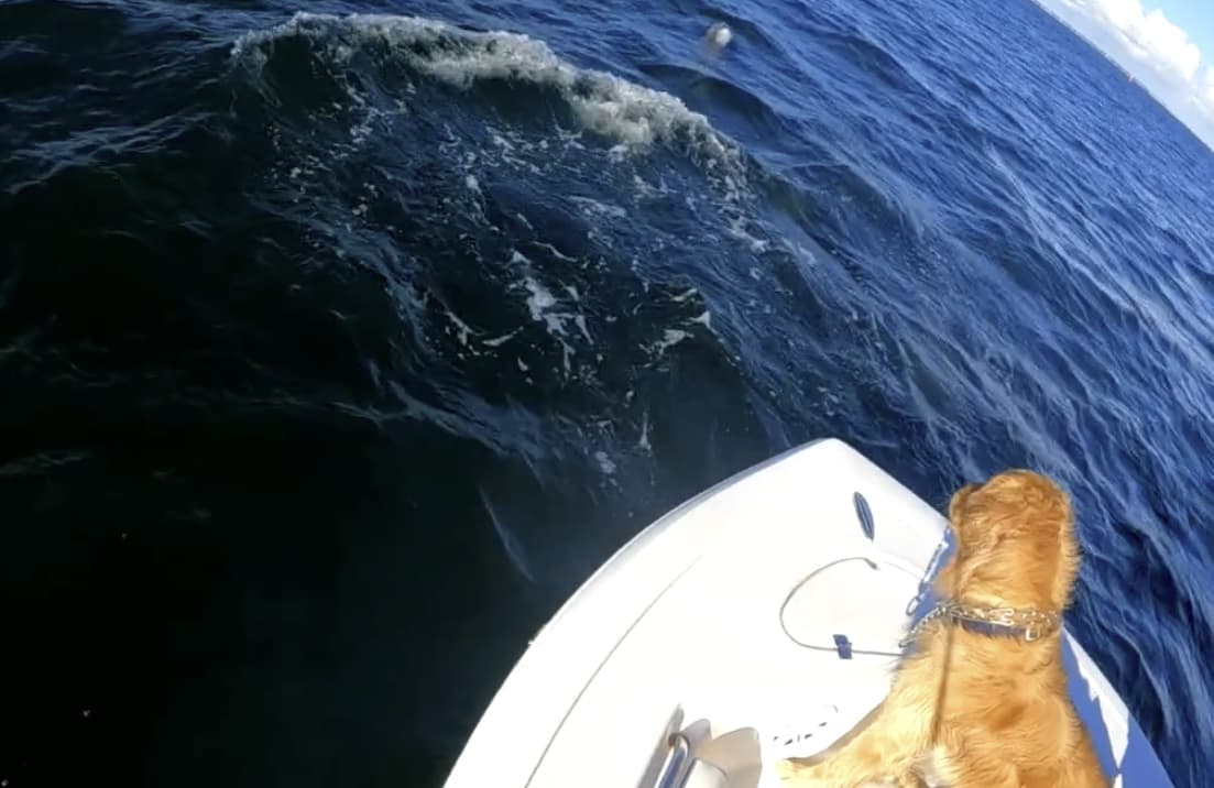 Charter Image