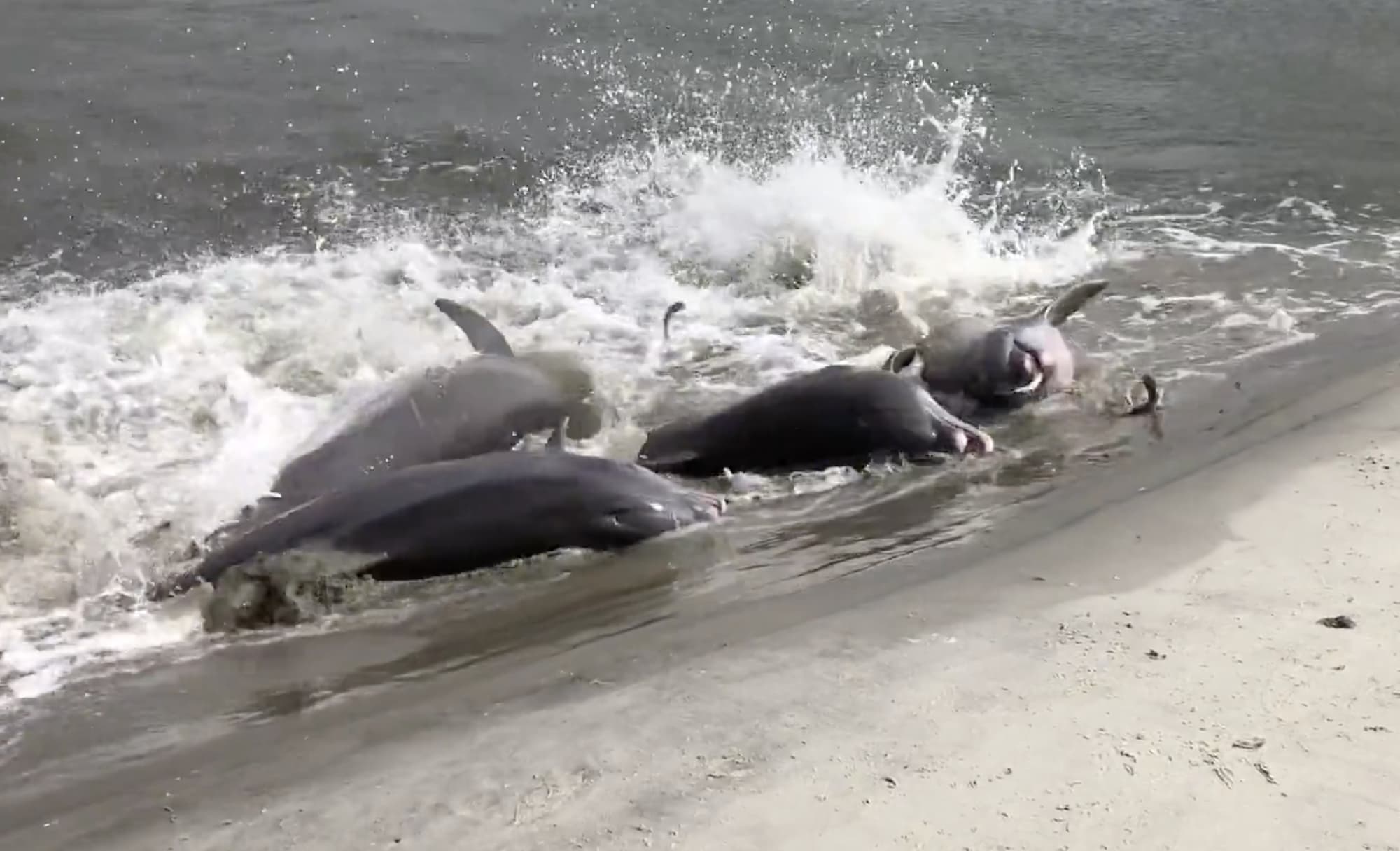 Charter Image