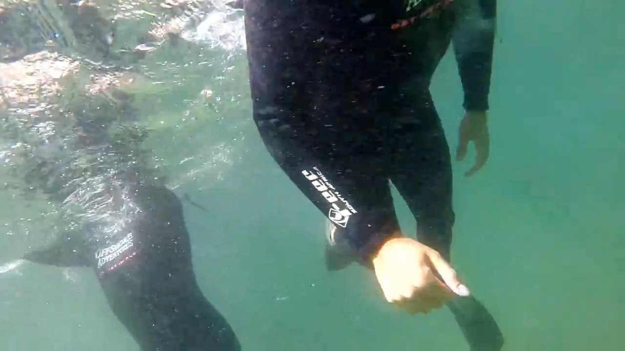 Swim with Seals