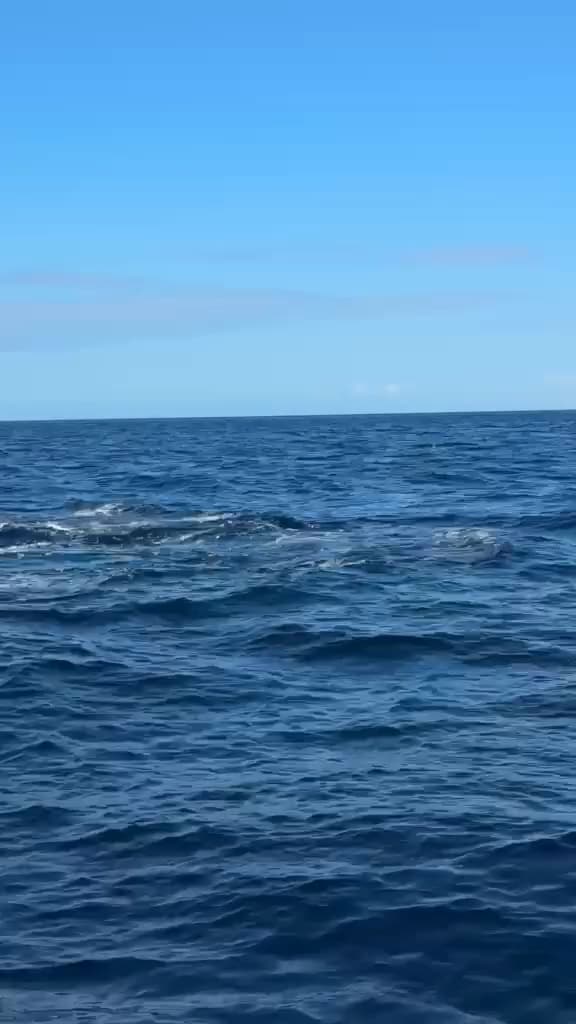 Whale ? Watching 