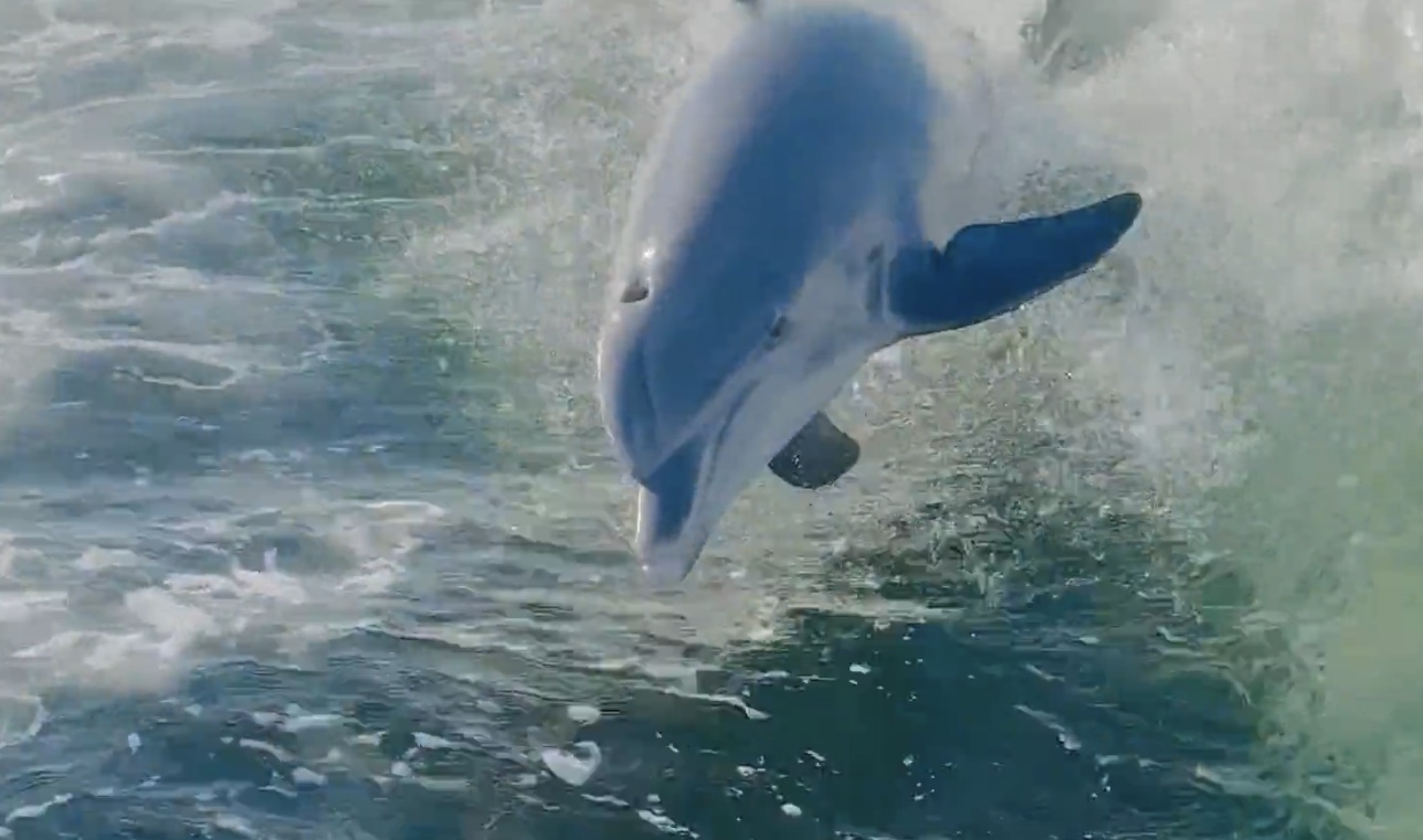 Charter Image