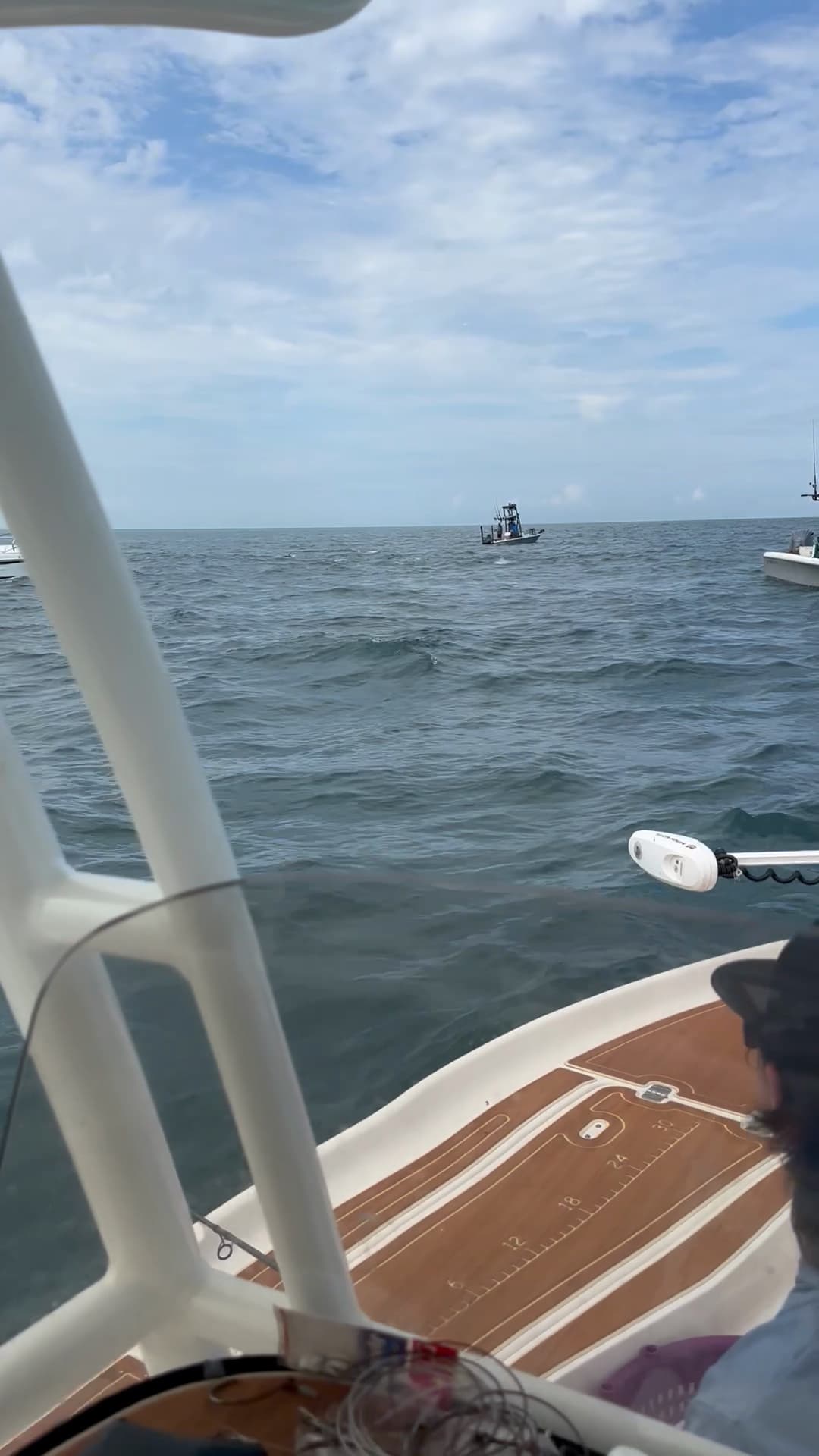 Tarpon 