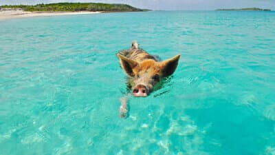 Nager avec les cochons image