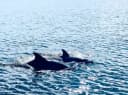Brevard County Tours
