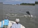 Cross Island Cruises 90 Minute Dolphin Tour