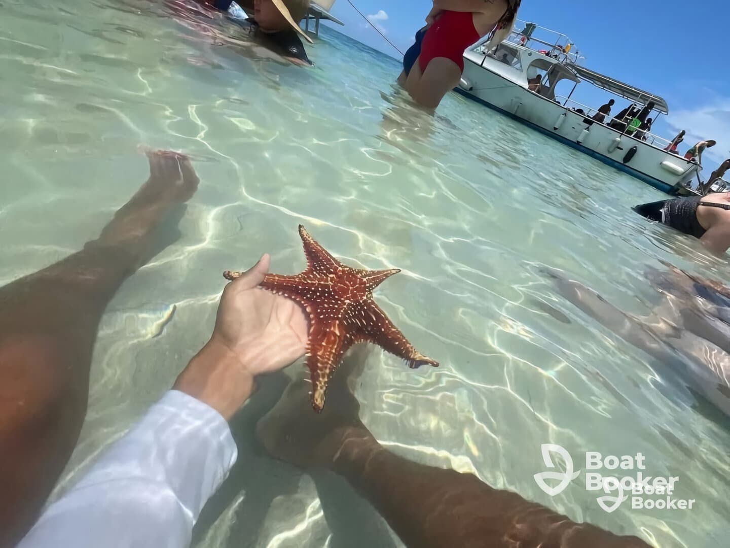 A close-up of a starfish being held in shallow water, surrounded by people enjoying a vibrant marine experience — a perfect snapshot of underwater wildlife interaction.