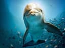 Dolphin Tours Cocoa Beach