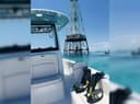 Wild Dolphin Snorkeling Tours