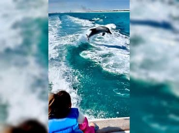 Gulf Coast Excursions