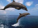 Harbor Star Dolphin Tours