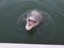 Cocoa Beach Manatee And Dolphin Tours