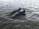 New Smyrna Beach Manatee, Bird, Dolphin Tours