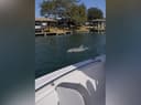 Dolphin Escape Charters