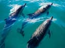 Private Captained Crab Island Dolphin Tour