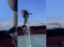 Dolphin Dreams