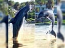 Dolphin,Manatee Tours. DolfunTours LLC