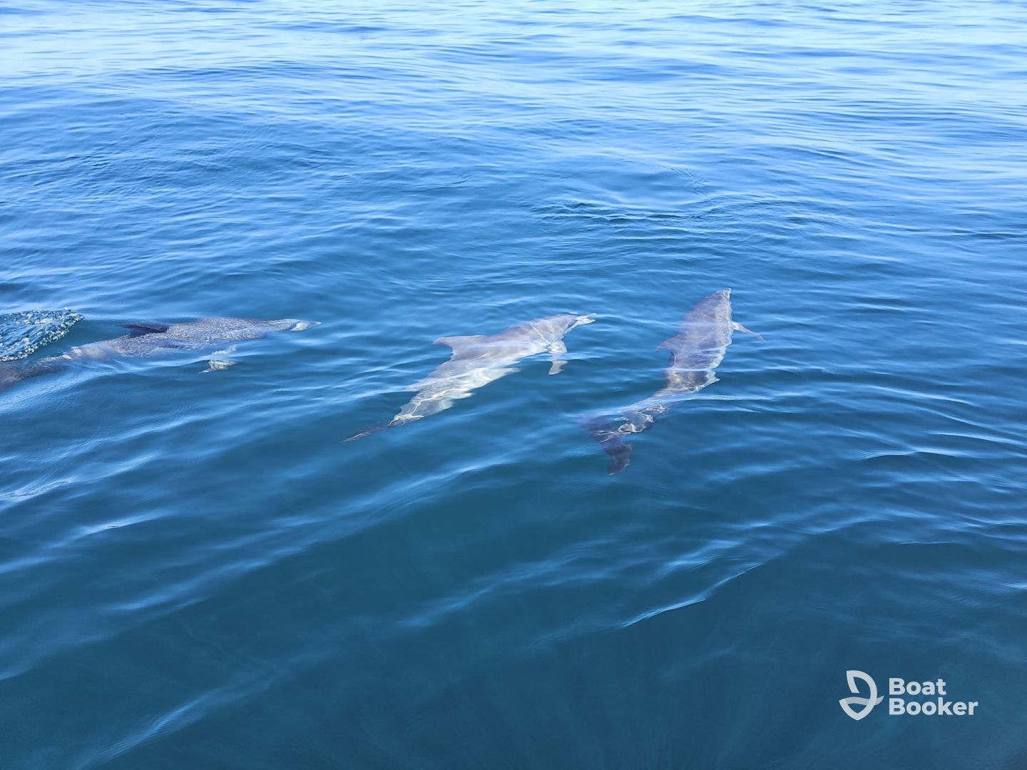 Charter Image