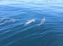 Seahorse Fishing Charters and Tours