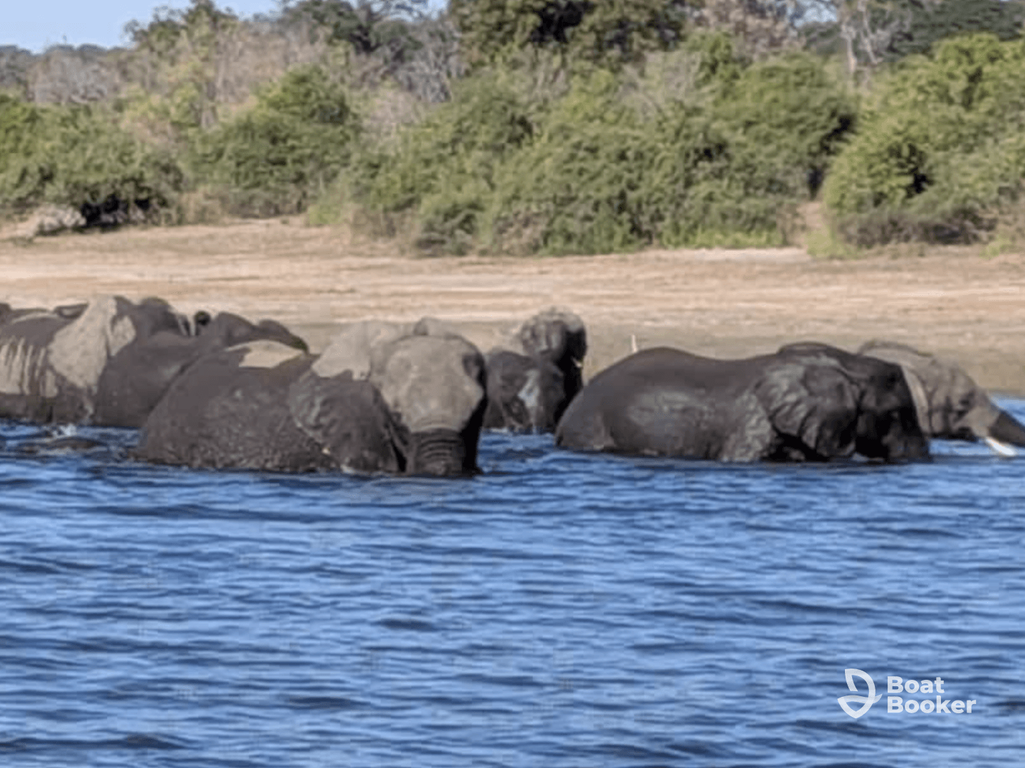 A herd of elephants swims gracefully in the water, showcasing their natural behavior in the wild — a stunning wildlife encounter.