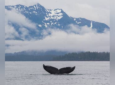 Adventure Charters Sitka