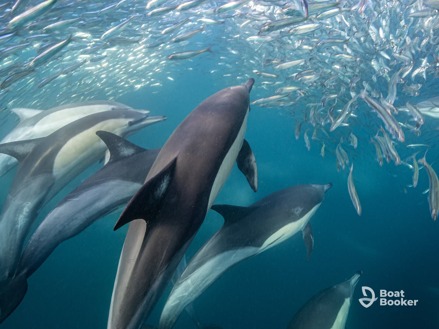 A captivating underwater scene featuring dolphins swimming among a school of fish, showcasing the beauty of marine wildlife in their natural habitat.