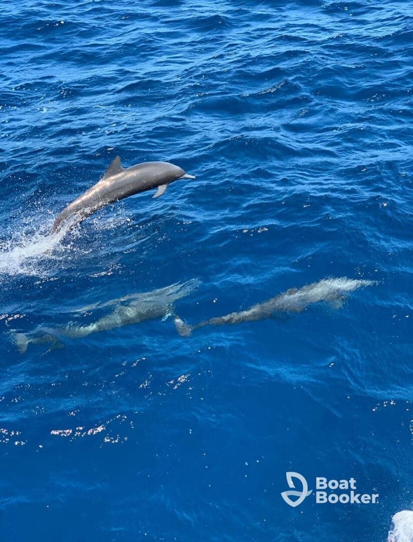 Charter Image