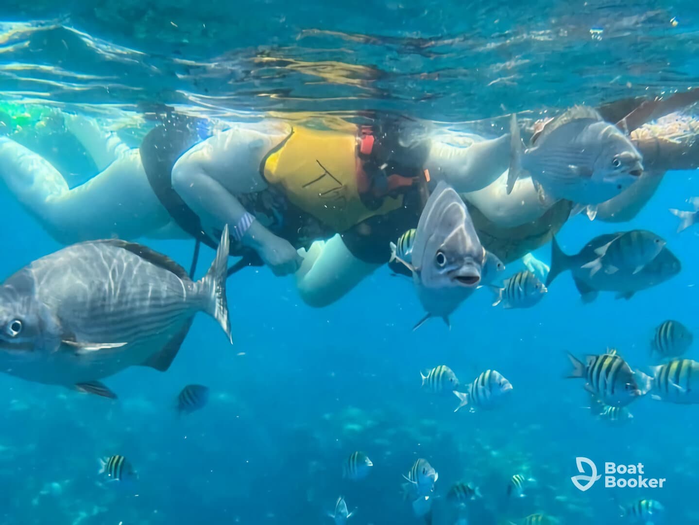 Snorkelers interact with vibrant fish underwater, showcasing a lively marine ecosystem — a perfect adventure for ocean lovers.