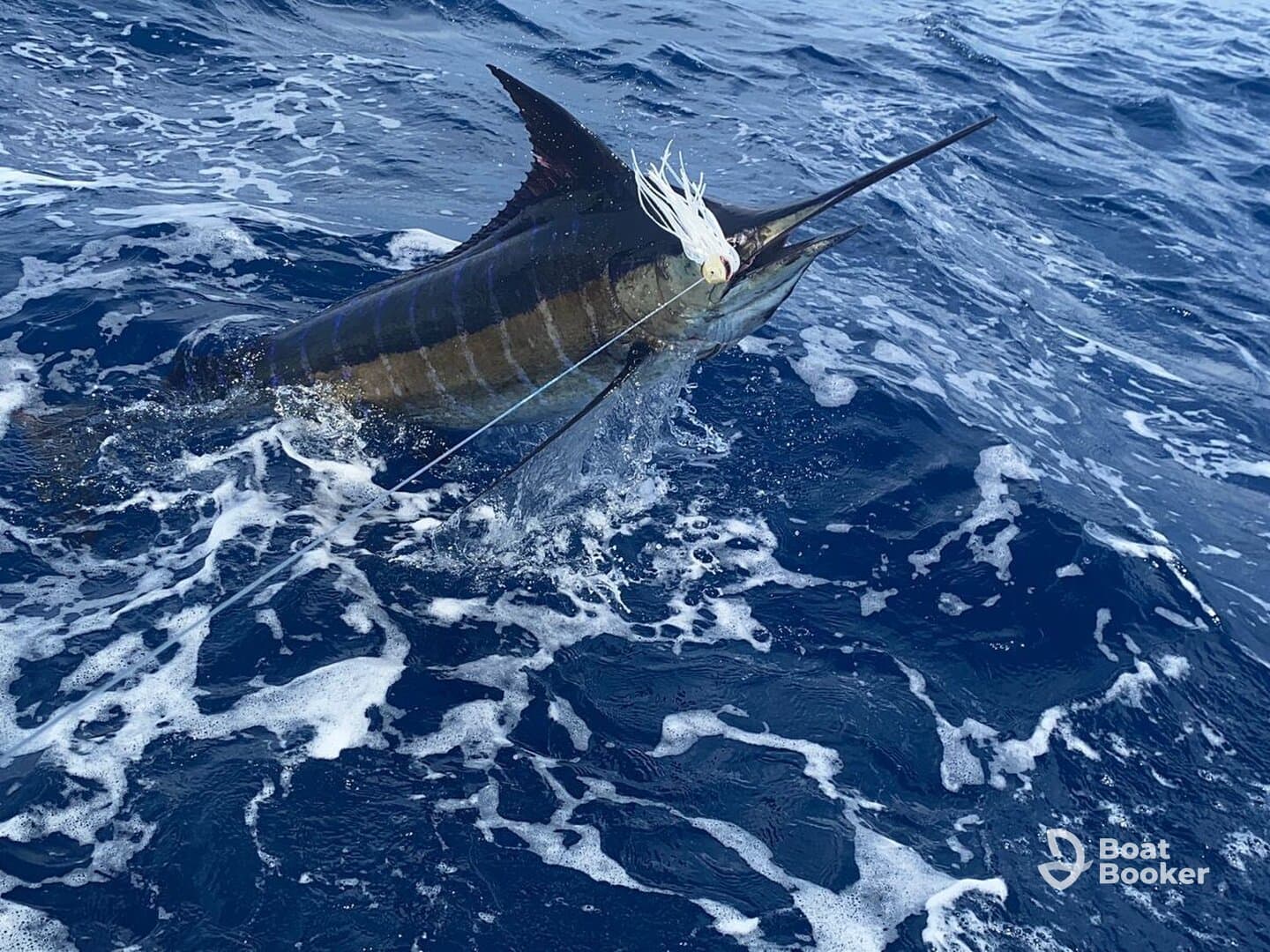 Charter Image