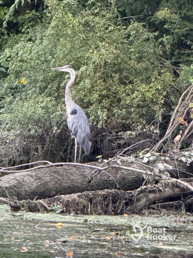 A majestic heron stands gracefully among the lush greenery, showcasing the beauty of wildlife in its natural habitat.