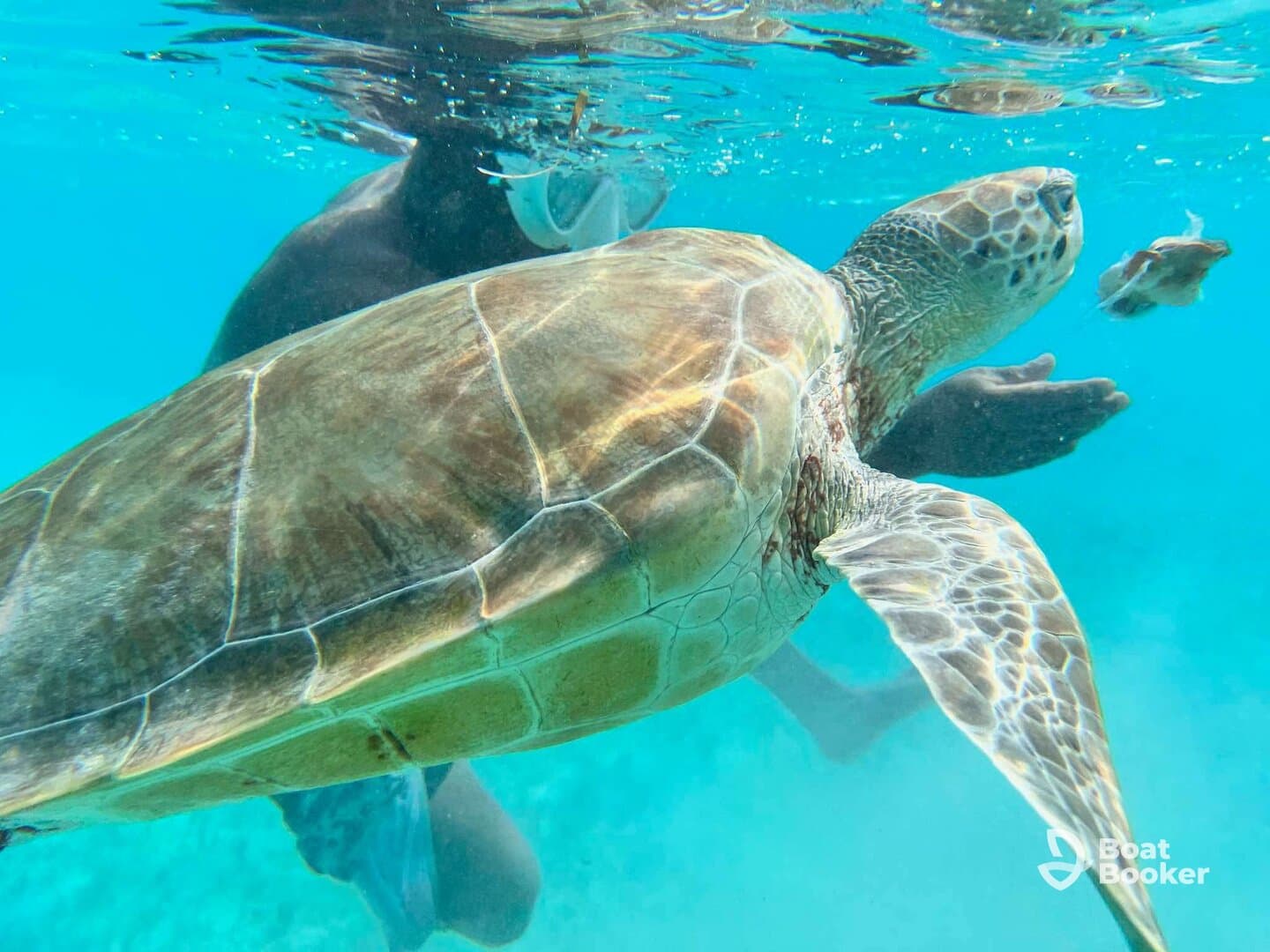 A stunning underwater shot of a sea turtle swimming alongside a snorkeler, showcasing the beauty of marine wildlife in crystal-clear waters.