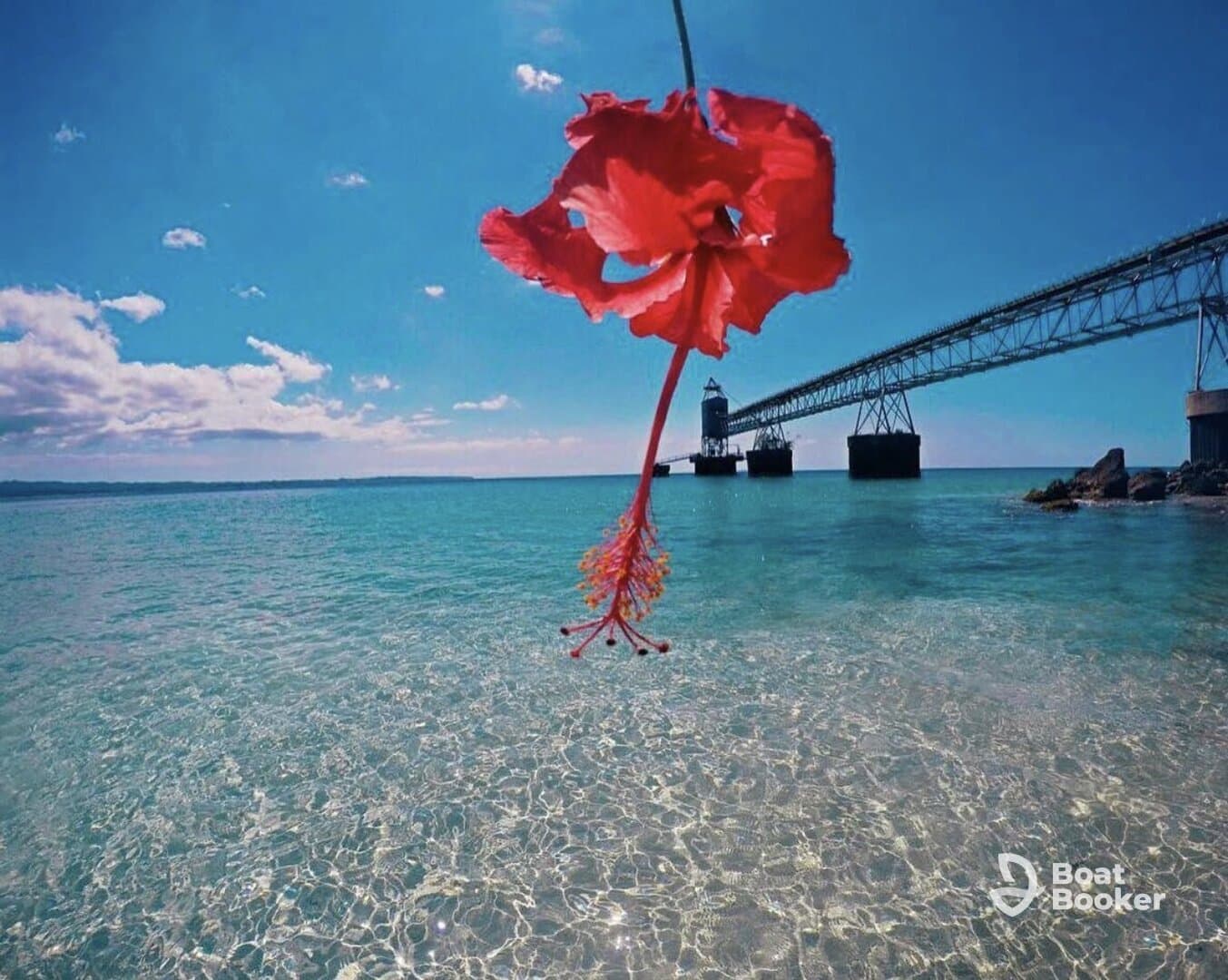 A vibrant close-up of a red flower against a scenic backdrop of clear waters and a distant pier, capturing the essence of a tropical paradise.