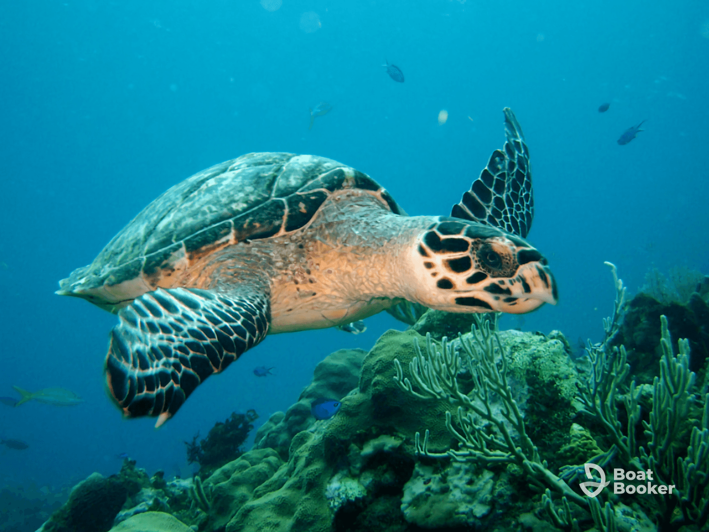 A stunning close-up of a sea turtle gracefully swimming through vibrant coral reefs, showcasing the beauty of marine wildlife.
