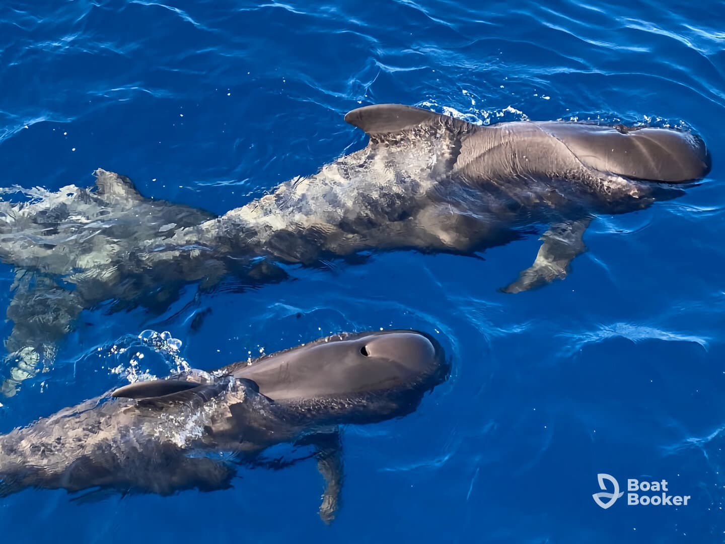 Two dolphins swim gracefully in the clear blue waters, showcasing the beauty of marine wildlife — a perfect moment for ocean enthusiasts.