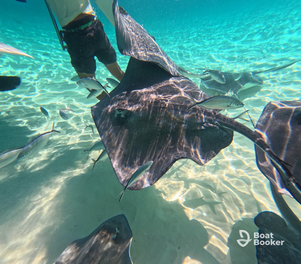 A captivating underwater scene featuring a person interacting with stingrays in crystal-clear waters, showcasing the beauty of marine wildlife encounters.