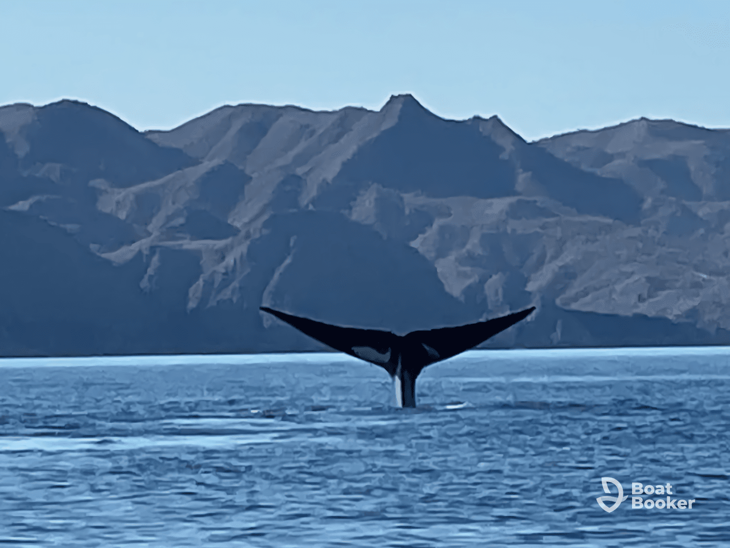 A majestic whale tail emerges from the water against a stunning mountainous backdrop, showcasing the beauty of marine life in its natural habitat.