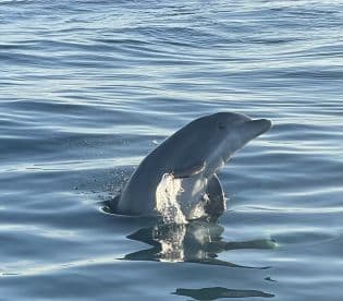 A playful dolphin breaches the surface of the water, showcasing its grace and beauty — a captivating moment for wildlife enthusiasts.