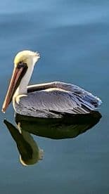 A serene close-up of a pelican floating gracefully on calm waters, showcasing its distinctive features and reflection.