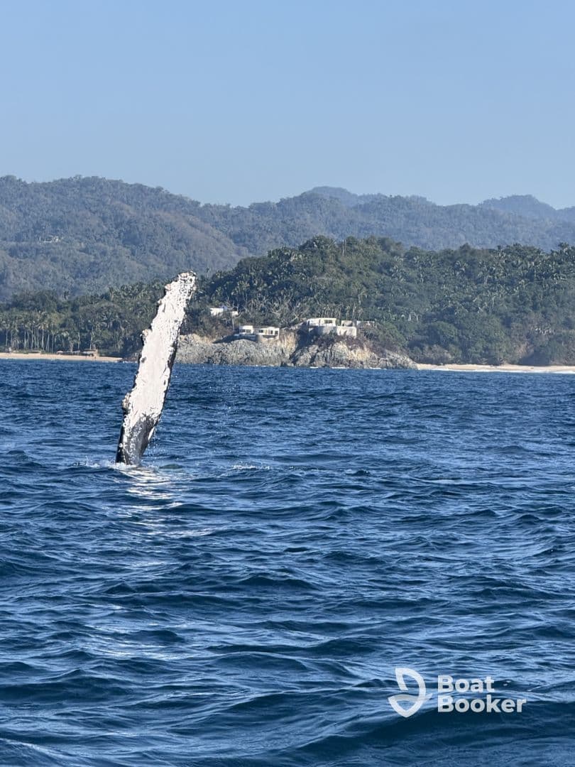 A majestic whale breaches the surface of the ocean, showcasing the beauty of marine life in its natural habitat — a thrilling sight for wildlife enthusiasts.