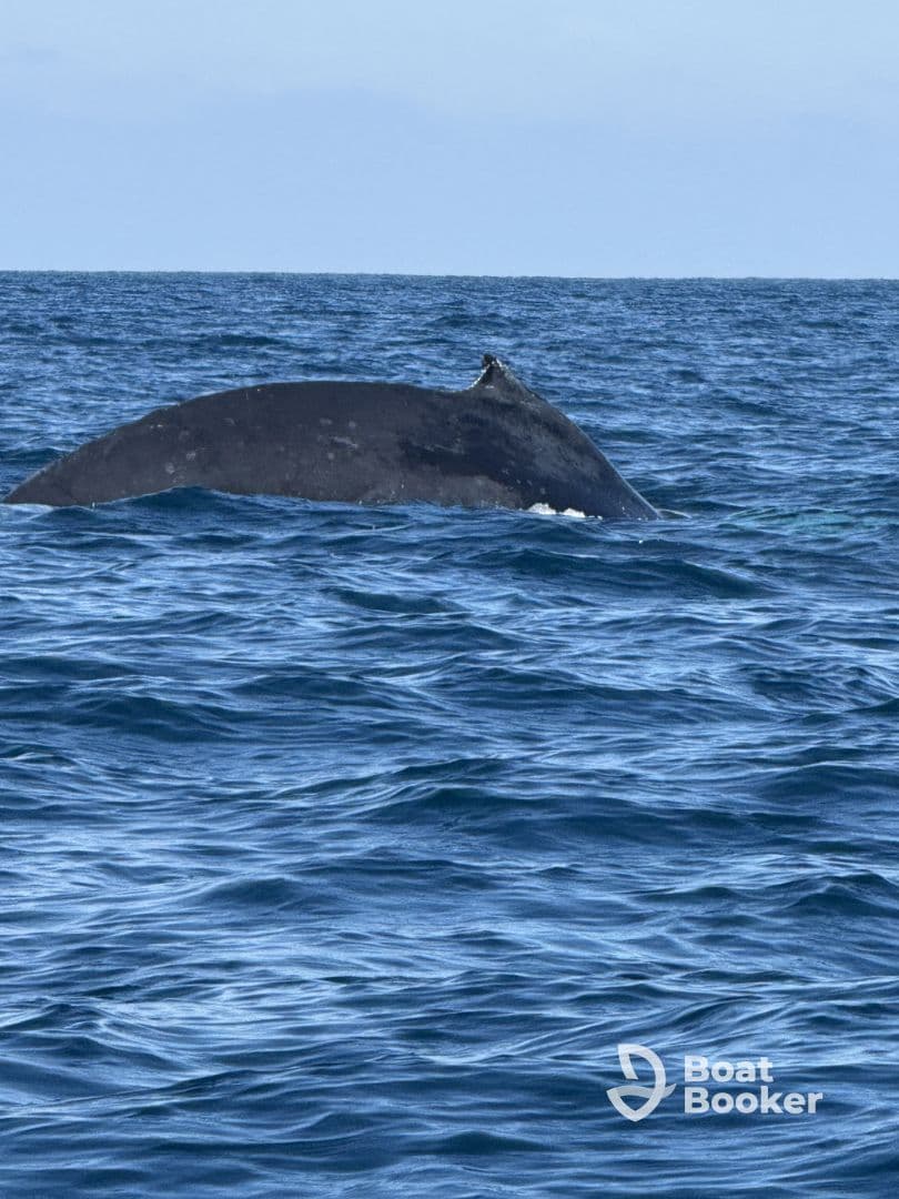 A majestic whale surfaces in the ocean, showcasing the beauty of marine wildlife — a breathtaking sight for nature enthusiasts and whale watchers.