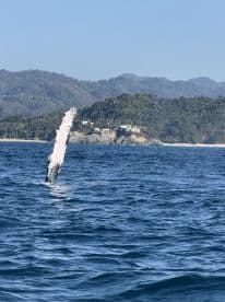 A majestic whale breaches the surface of the ocean, showcasing the beauty of marine life in its natural habitat — a thrilling sight for wildlife enthusiasts.