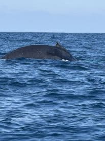 A majestic whale surfaces in the ocean, showcasing the beauty of marine wildlife — a breathtaking sight for nature enthusiasts and whale watchers.
