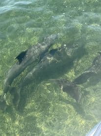 A captivating view of dolphins swimming gracefully beneath the clear waters, showcasing the beauty of marine wildlife.