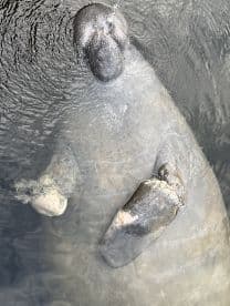A close-up view of a manatee swimming gracefully in clear waters, showcasing the gentle beauty of this marine mammal.
