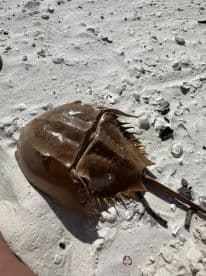 A close-up view of a horseshoe crab resting on the sandy beach, showcasing its unique shell and features — a fascinating encounter with marine wildlife.