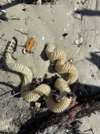 A close-up view of a unique natural find on the beach, showcasing the intricate details of a shed snake skin among sand and debris.
